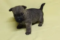 Snickers, a male Cairn Terrier for sale in Lexington, NC – Photo 2 of 5