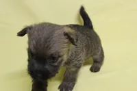 Snickers, a male Cairn Terrier for sale in Lexington, NC – Photo 4 of 5