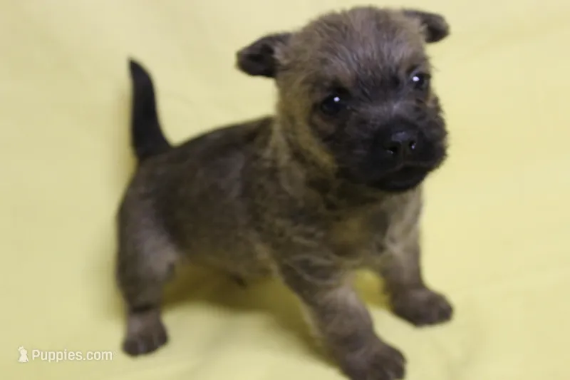 Snickers, a male Cairn Terrier for sale in Lexington, NC – Photo 1 of 5