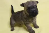 Snickers, a male Cairn Terrier for sale in Lexington, NC – Photo 1 of 5