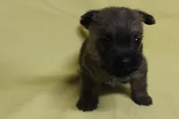 Snickers, a male Cairn Terrier for sale in Lexington, NC – Photo 5 of 5