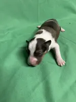 Diamond Pup #4, a male Shetland Sheepdog for sale in Lexington, NC – 3 of 6