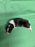 Diamond Pup #2, a male Shetland Sheepdog for sale in Lexington, NC – 2 of 5