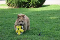 Dottie Pup #1, a male Cairn Terrier for sale in Lexington, NC – 3 of 10
