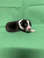 Diamond Pup #2, a male Shetland Sheepdog for sale in Lexington, NC – 4 of 5