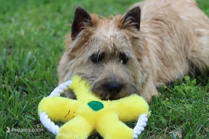 Dottie Pup #1 – Cairn Terrier puppy for sale in Lexington, NC