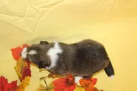 Diamond Pup #6, a male Shetland Sheepdog for sale in Lexington, NC – 7 of 7