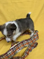 Diamond Pup #4, a male Shetland Sheepdog for sale in Lexington, NC – 6 of 6