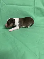 Diamond Pup #4, a male Shetland Sheepdog for sale in Lexington, NC – 6 of 6