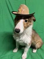 Diamond's Pup #4, a male Shetland Sheepdog for sale in Lexington, NC – Photo 6 of 6