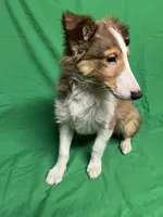 Diamond's Pup #4, a male Shetland Sheepdog for sale in Lexington, NC – Photo 4 of 6