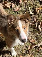 Diamond's Pup #4, a male Shetland Sheepdog for sale in Lexington, NC – Photo 3 of 6