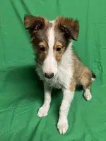 Diamond's Pup #4, a male Shetland Sheepdog for sale in Lexington, NC – Photo 1 of 6