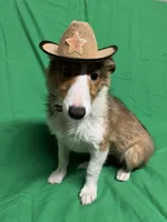 Diamond's Pup #4, a male Shetland Sheepdog for sale in Lexington, NC – Photo 2 of 6