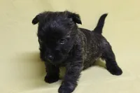 Hershey, a female Cairn Terrier for sale in Lexington, NC – Photo 2 of 5