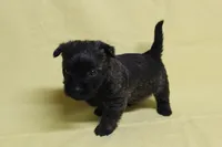 Hershey, a female Cairn Terrier for sale in Lexington, NC – Photo 5 of 5
