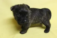 Hershey, a female Cairn Terrier for sale in Lexington, NC – Photo 4 of 5