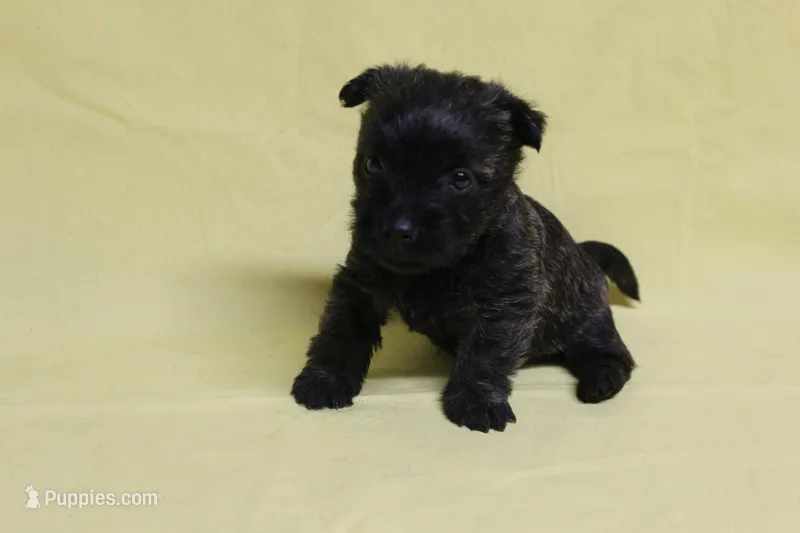 Hershey, a female Cairn Terrier for sale in Lexington, NC – Photo 1 of 5
