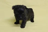 Hershey, a female Cairn Terrier for sale in Lexington, NC – Photo 3 of 5