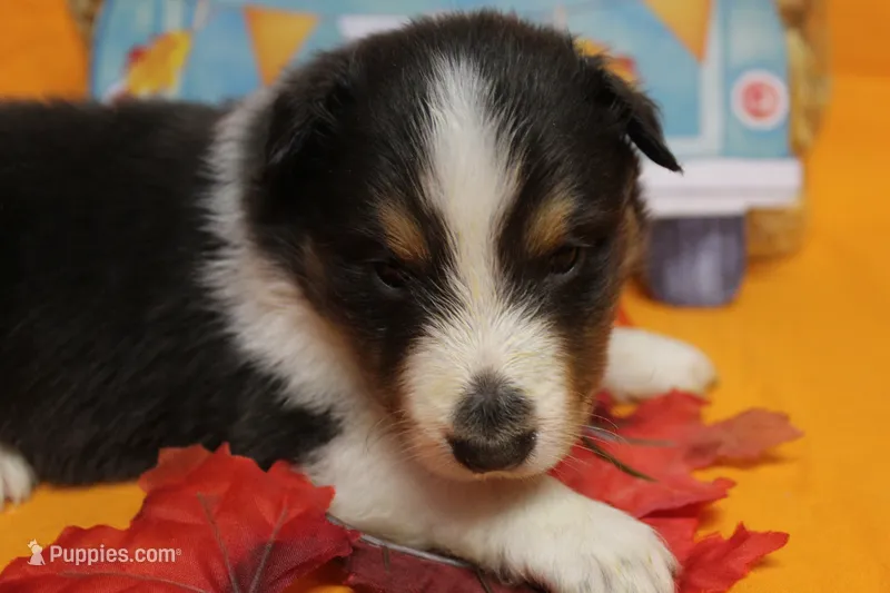 Diamond Pup #1 – Shetland Sheepdog puppy for sale in Lexington, NC