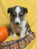 Diamond Pup #4, a male Shetland Sheepdog for sale in Lexington, NC – 2 of 6