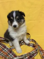 Diamond Pup #2, a male Shetland Sheepdog for sale in Lexington, NC – 6 of 7