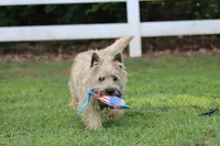Munchkin Pup #1, a male Cairn Terrier for sale in Lexington, NC – 8 of 10