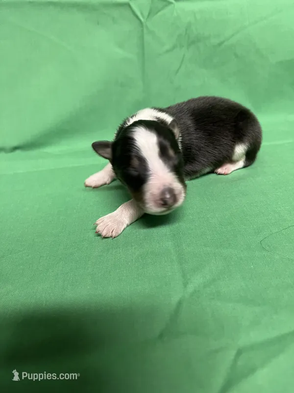 Diamond Pup #1 – Shetland Sheepdog puppy for sale in Lexington, NC