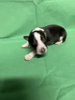 Diamond Pup #1, a male Shetland Sheepdog for sale in Lexington, NC – 1 of 4