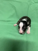 Diamond Pup #3, a male Shetland Sheepdog for sale in Lexington, NC – 6 of 6