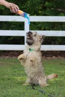 Munchkin Pup #1, a male Cairn Terrier for sale in Lexington, NC – 5 of 10