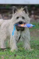 Munchkin Pup #1, a male Cairn Terrier for sale in Lexington, NC – 10 of 10