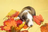 Diamond Pup #5, a male Shetland Sheepdog for sale in Lexington, NC – 5 of 6
