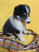 Diamond Pup #2, a male Shetland Sheepdog for sale in Lexington, NC – 2 of 7