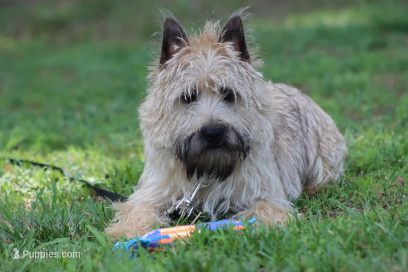 Munchkin Pup #1 – Cairn Terrier puppy for sale in Lexington, NC
