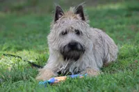Munchkin Pup #1, a male Cairn Terrier for sale in Lexington, NC – 1 of 10