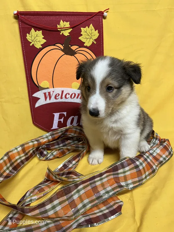 Diamond Pup #4 – Shetland Sheepdog puppy for sale in Lexington, NC