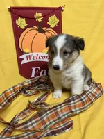 Diamond Pup #4, a male Shetland Sheepdog for sale in Lexington, NC – 1 of 6