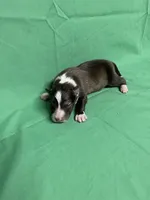 Diamond Pup #6, a male Shetland Sheepdog for sale in Lexington, NC – 5 of 6