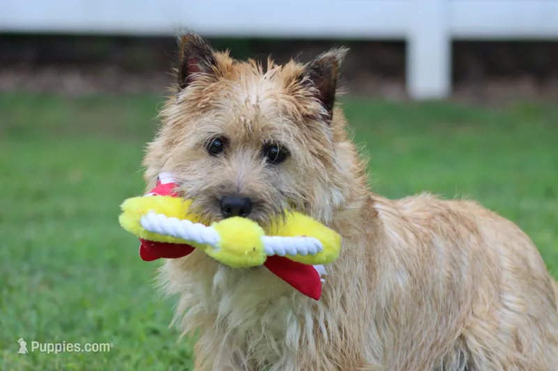 Dottie Pup #1 – Cairn Terrier puppy for sale in Lexington, NC