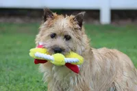 Dottie Pup #1, a male Cairn Terrier for sale in Lexington, NC – 1 of 10