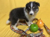 Diamond Pup #2, a male Shetland Sheepdog for sale in Lexington, NC – 4 of 7
