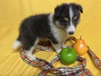 Diamond Pup #2, a male Shetland Sheepdog for sale in Lexington, NC – 3 of 7