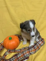 Diamond Pup #4, a male Shetland Sheepdog for sale in Lexington, NC – 5 of 6