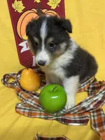 Diamond Pup #2, a male Shetland Sheepdog for sale in Lexington, NC – 5 of 7