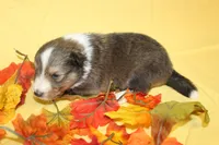 Diamond Pup #6, a male Shetland Sheepdog for sale in Lexington, NC – 5 of 7