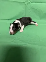 Diamond Pup #1, a male Shetland Sheepdog for sale in Lexington, NC – 3 of 4