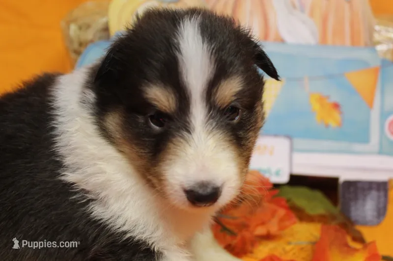 Diamond Pup #2 – Shetland Sheepdog puppy for sale in Lexington, NC