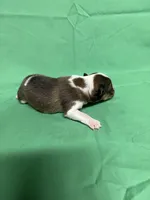 Diamond Pup #4, a male Shetland Sheepdog for sale in Lexington, NC – 5 of 6