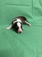 Diamond Pup #4, a male Shetland Sheepdog for sale in Lexington, NC – 4 of 6